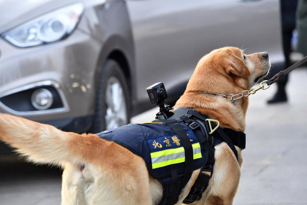 北京警犬首次佩戴全景vr执法记录仪执勤