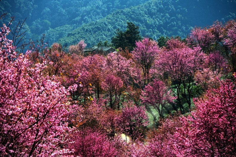 梅岭樱花谷