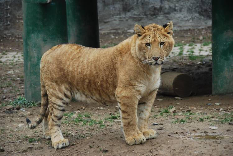 狮虎兽:它是由雄狮和雌虎交配所生的,体型比父母大得多,也是世界上最