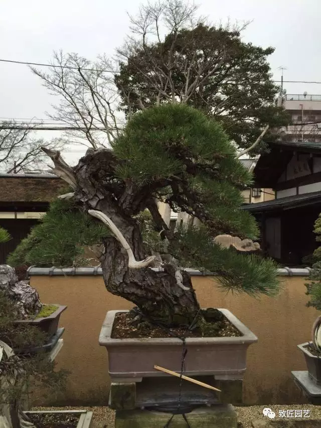 日本大师级贵重盆栽欣赏