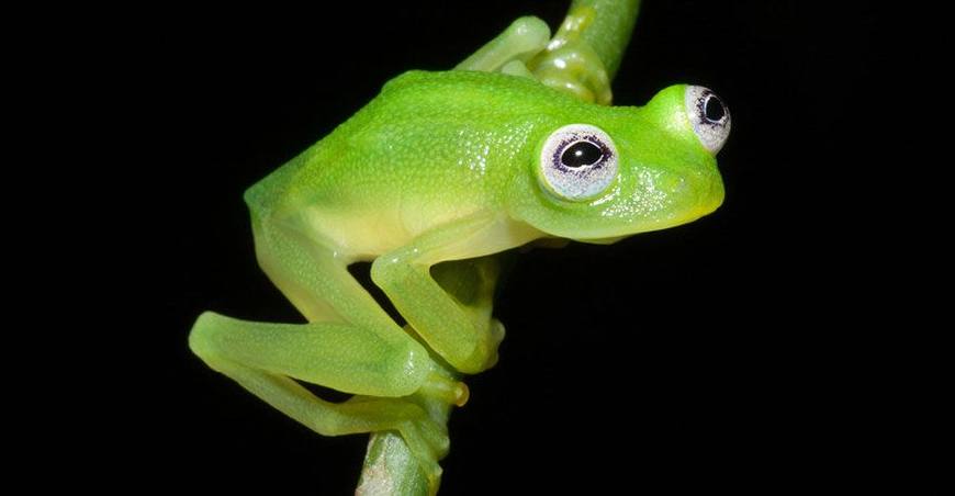 宠物 正文  不是每一种青蛙都是无聊的绿色,世界上还有很多各种各样的