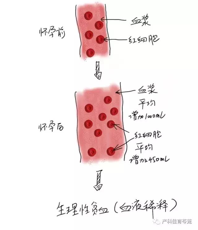 怀孕了贫血,别不当回事儿!