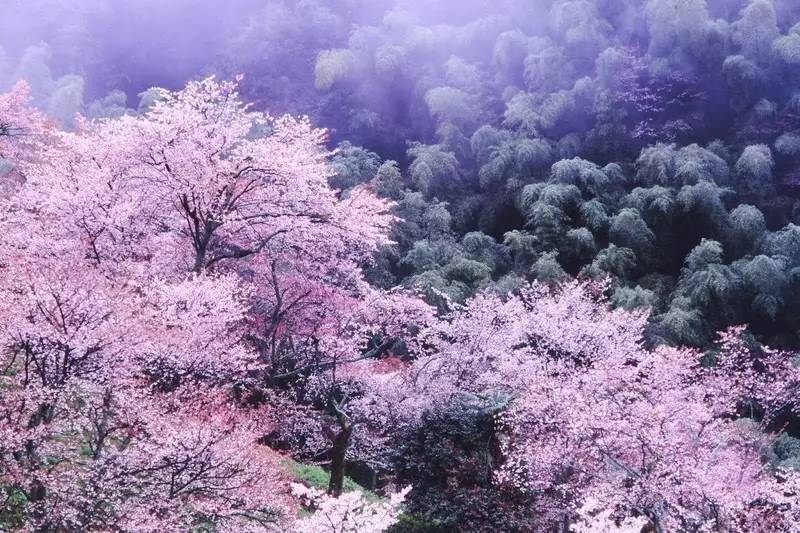 霓虹国樱花季の限定美食TOP10，错过还要等一年！