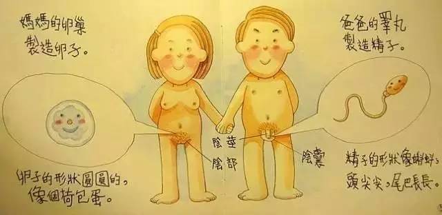 3,你可知道女性的豆豆和男性的丁丁构造基本相同吗?