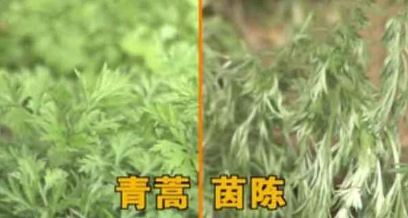 我虽朝三暮四但我真的不会出轨你信吗