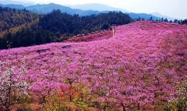 来福安虎头村吧,暖春三月,这里山上,田野上,到处都是粉色一片,连绵的