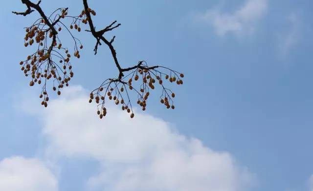 初春的天空那样的清澈湛蓝,微醺的阳光夹这淡蓝,总是让你不禁抬头