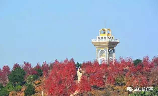 探秘江夏藏龙岛湿地公园! 休闲娱乐溜娃的好去处!