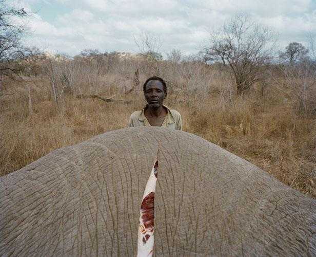 非洲人吃一头大象只需1小时 饥饿起来直接生吃