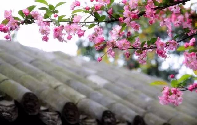 海棠花开我心依旧