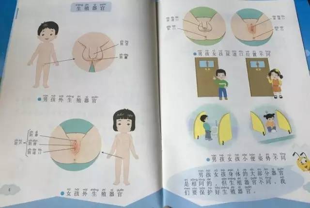 教材里将男女生的性器官区别展示的非常直白,每个部位的功能和作用都