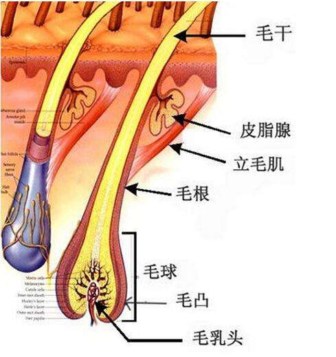 出油这一类的皮肤出痘主要还是因为皮肤自身的皮脂腺分泌的问题导致的