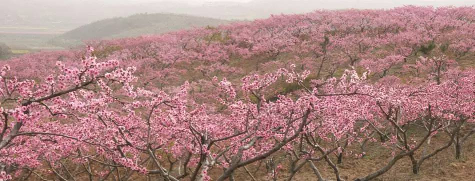 3月18日:丹霞高椅岭,安仁万亩稻田油菜花,东江湖赏桃花