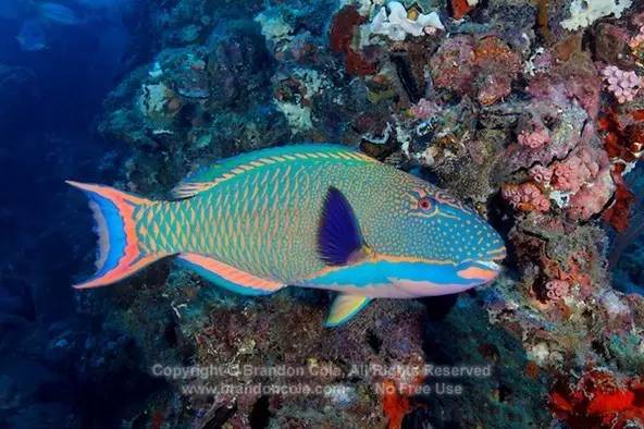 雄性斑点鲸鹦嘴鱼 cetoscarus ocellatus.图片来源见水印