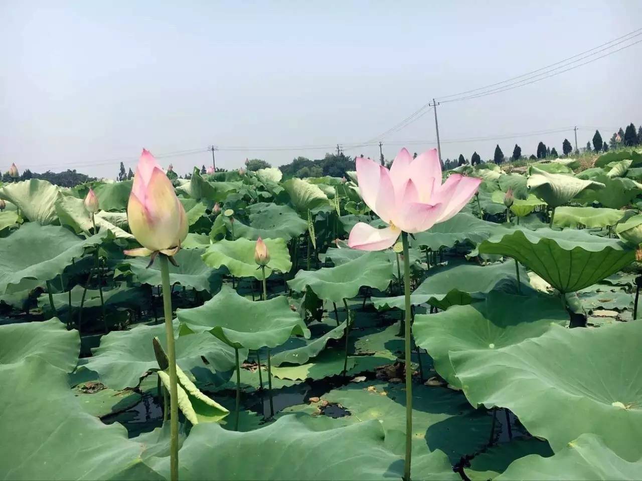 就在我们余杭,就有20位女神,她们中有的灵秀聪慧,有的温婉知性,有的