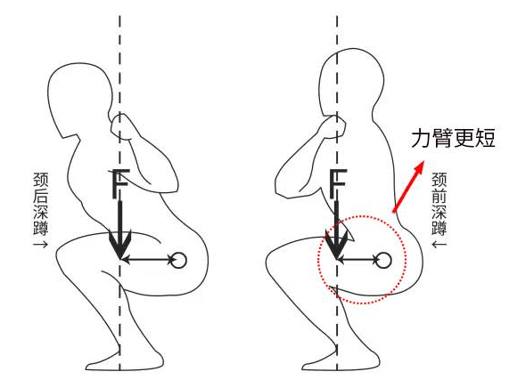 深蹲硬拉,可以提高啪啪啪能力吗?