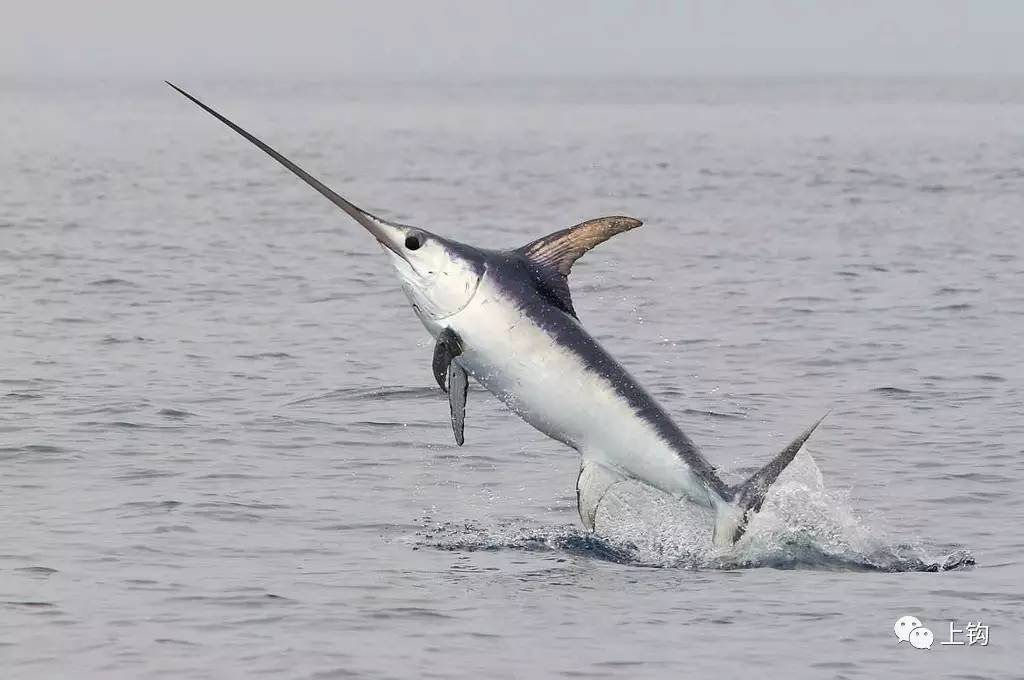 剑旗鱼,长颌如矛 至于金枪鱼,那是鲈形目下的另一个亚目—金枪鱼亚