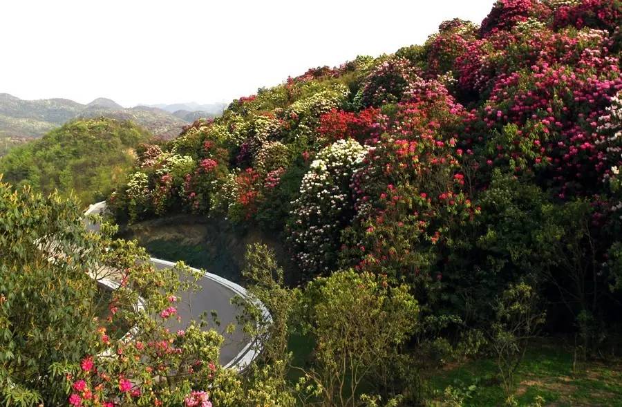 四川春天赏花好去处