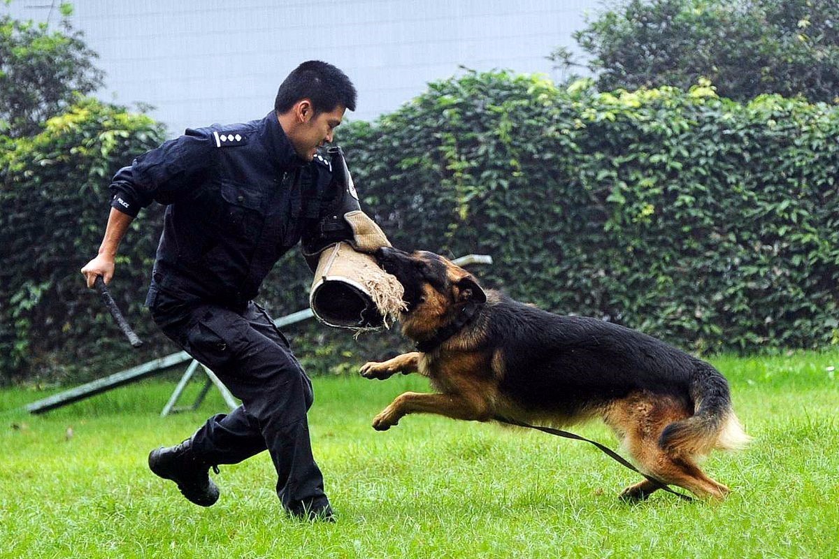 两会期间,佩戴全景vr执法记录仪执勤的警犬火了!