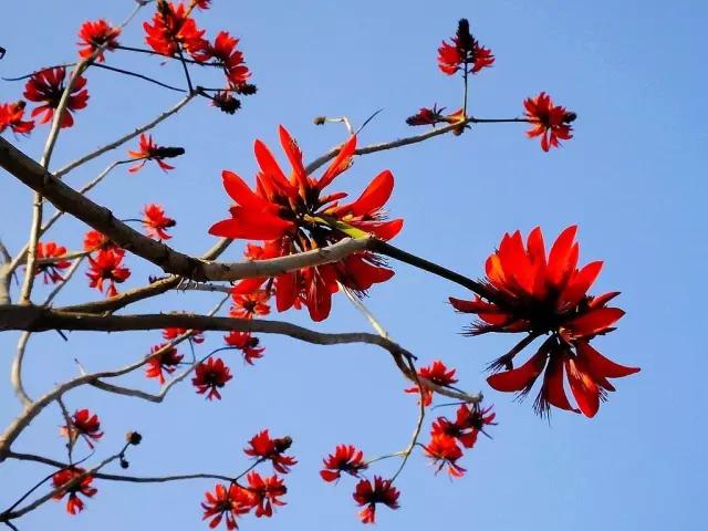 红象牙花已染红西昌!赏花要趁早