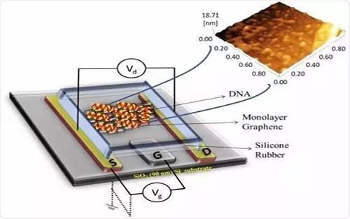 逆天石墨烯传感器检测致病基因方便快捷成本低