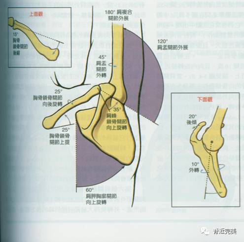 首页 中医养生 正文 肩关节包括盂肱关节,胸锁关节,肩锁关节