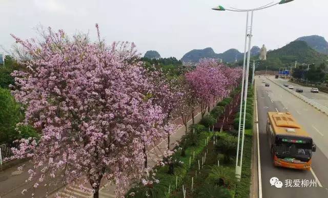 一袭华服舞霓裳 缕缕花香进心怀 …… 广西柳州"紫荆花海" 即将拉开