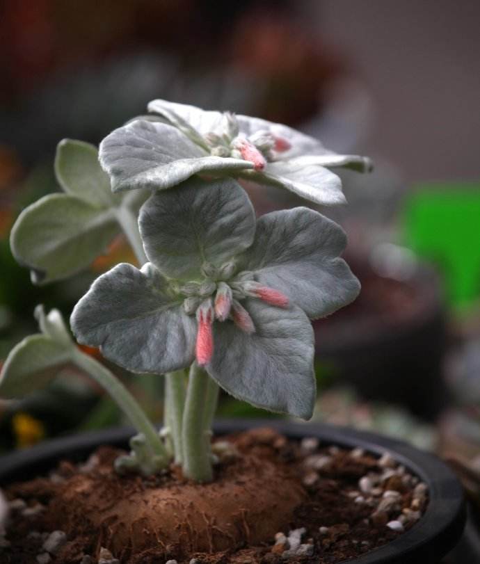 多肉植物 断崖女王 大叔教你每天认识一款多肉