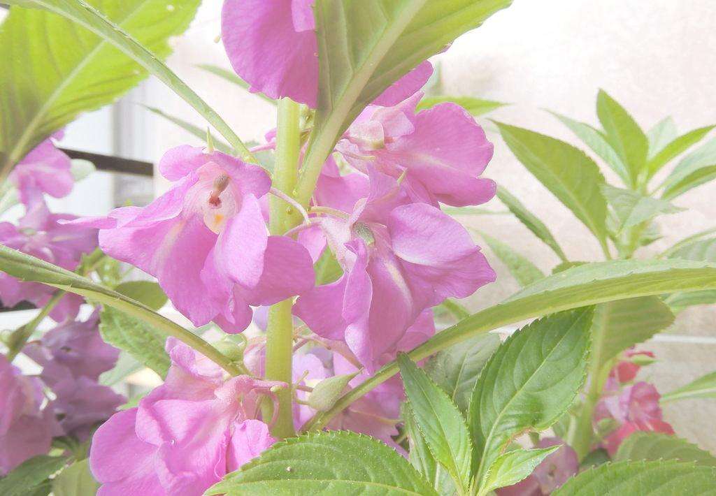 凤仙花:花开且娇嫩,晕染你性情