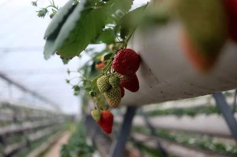 花果田草莓基地:九池乡金明村 联系人及电话:胡雪舟13540271677 特