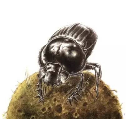 《昆虫记》里出现的第一种昆虫,是曾经被埃及人视作"圣甲虫"的蜣螂