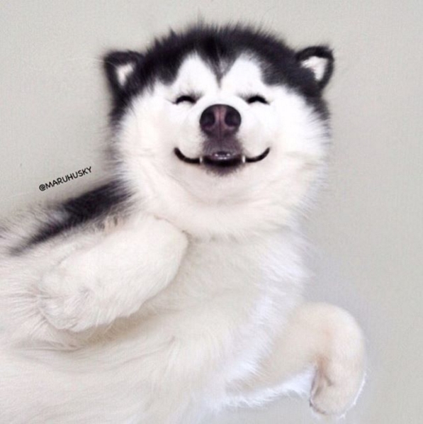 用笑容感染全世界的狗狗,总眯着眼微笑的哈士奇!