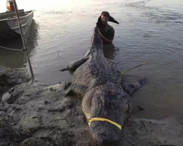 美国密西西比州对鳄鱼大开杀戒，杀巨鳄剥皮吃肉