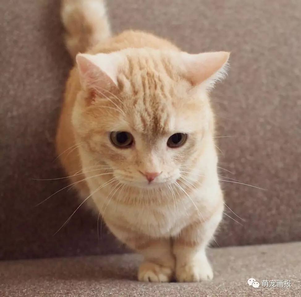 圆滚滚的橘猫,还是个小短腿,简直不能更可爱!