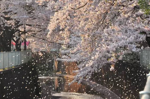 日本最全赏樱花地图来了,旅拍+赏樱,绝对不虚