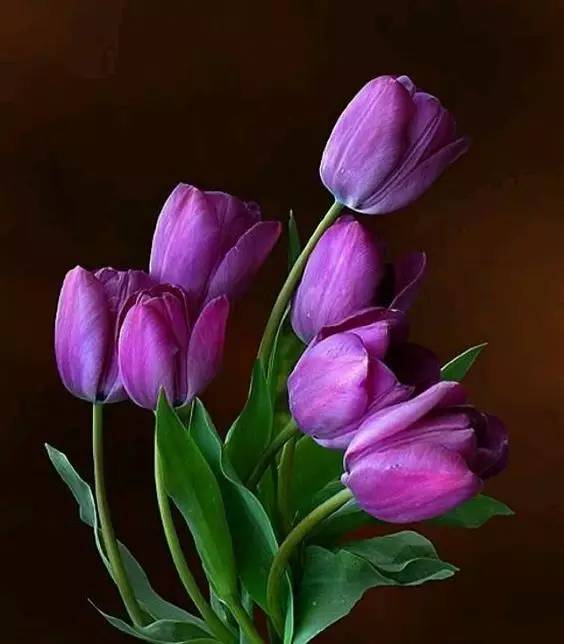 紫色郁金香:又称"洋荷花",被欧洲人称为"魔幻之花",自16世纪开始