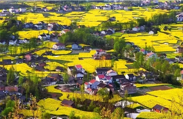 出口——张骞墓——桔园景区——文川镇文星村沿途赏花观景——柳林镇