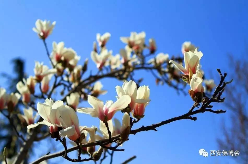 穿越年轮时光感受历史沧桑-寻访弥陀寺千年古玉兰