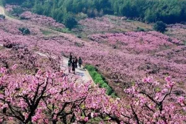 看桃花盛世 万亩桃园婉约之心霸气之美 2017年西充县第五届桃花节开幕