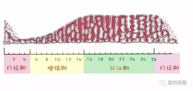 从月经的第一天为开始,来看一看子宫内膜的厚度是如何变化的吧:因为会