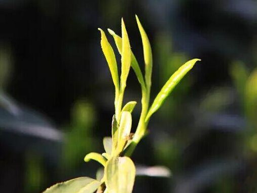 龙井茶的十二种炒制手法