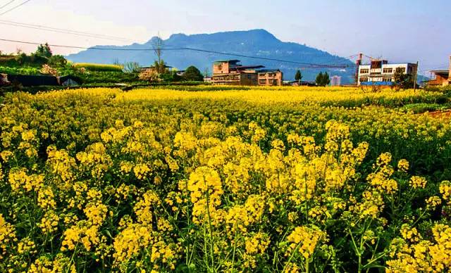 搞事了!首届新场油菜花旅游节闪亮登场!