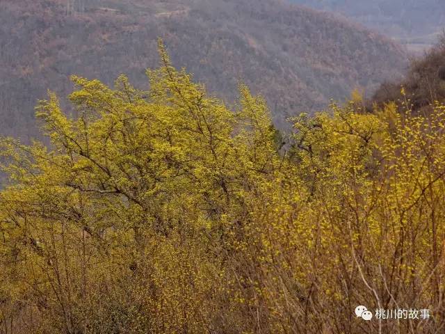 首届太白桃川镇山茱萸花节盛大绽放,3月11日不见不散!