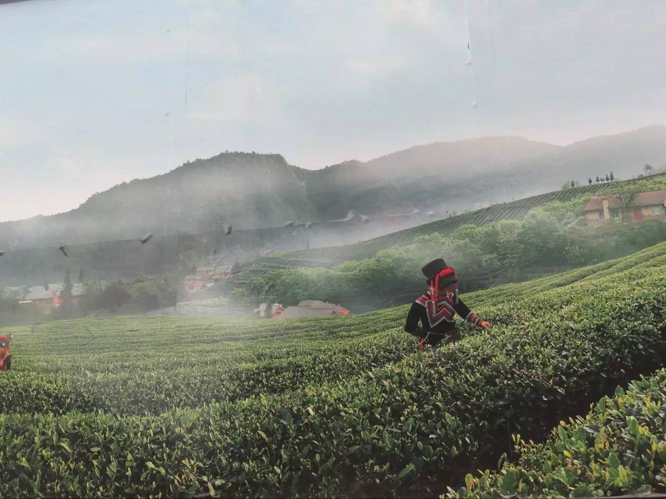 再对成品茶芽手工的精挑细选,淘四川春茶可谓片片珍贵