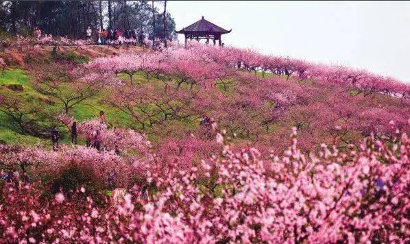 重庆赏花的好去处,我们一起嘿嘿嘿