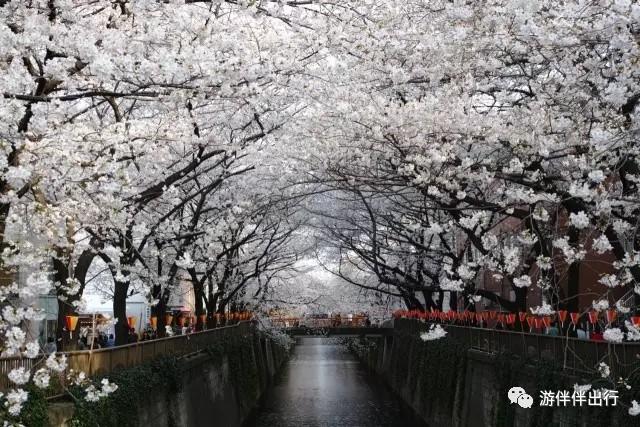 游伴伴|东京,大阪最美赏樱点,你去过几个?