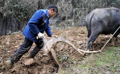 老牛含泪磕头却不为求饶而是送主人最后一程