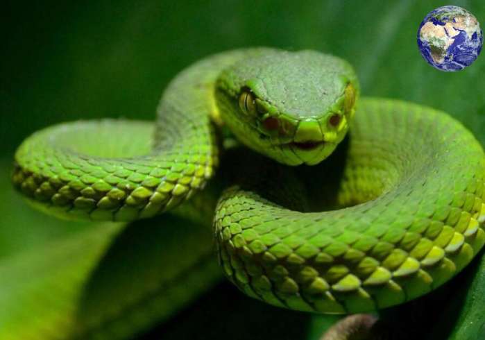 世界上最美丽的一种毒蛇, 却比死神还要致命
