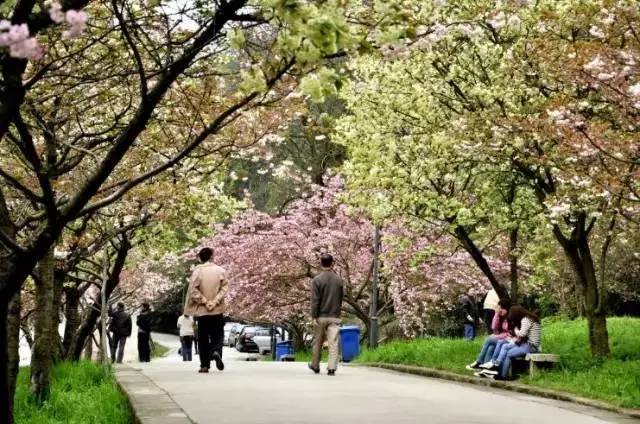 乘坐9,204等公交车可抵达植物园大门           △贵阳森林公园樱花