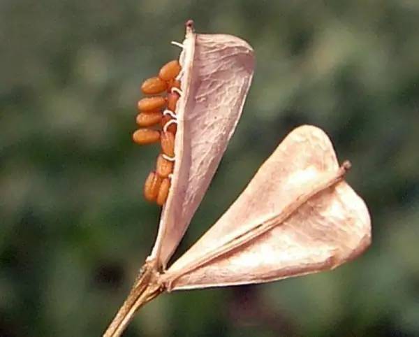 荠菜( capsella bursa-pastoris)的角果和种子